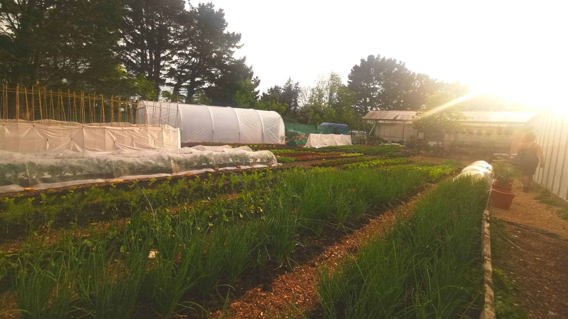 The Edible Acre