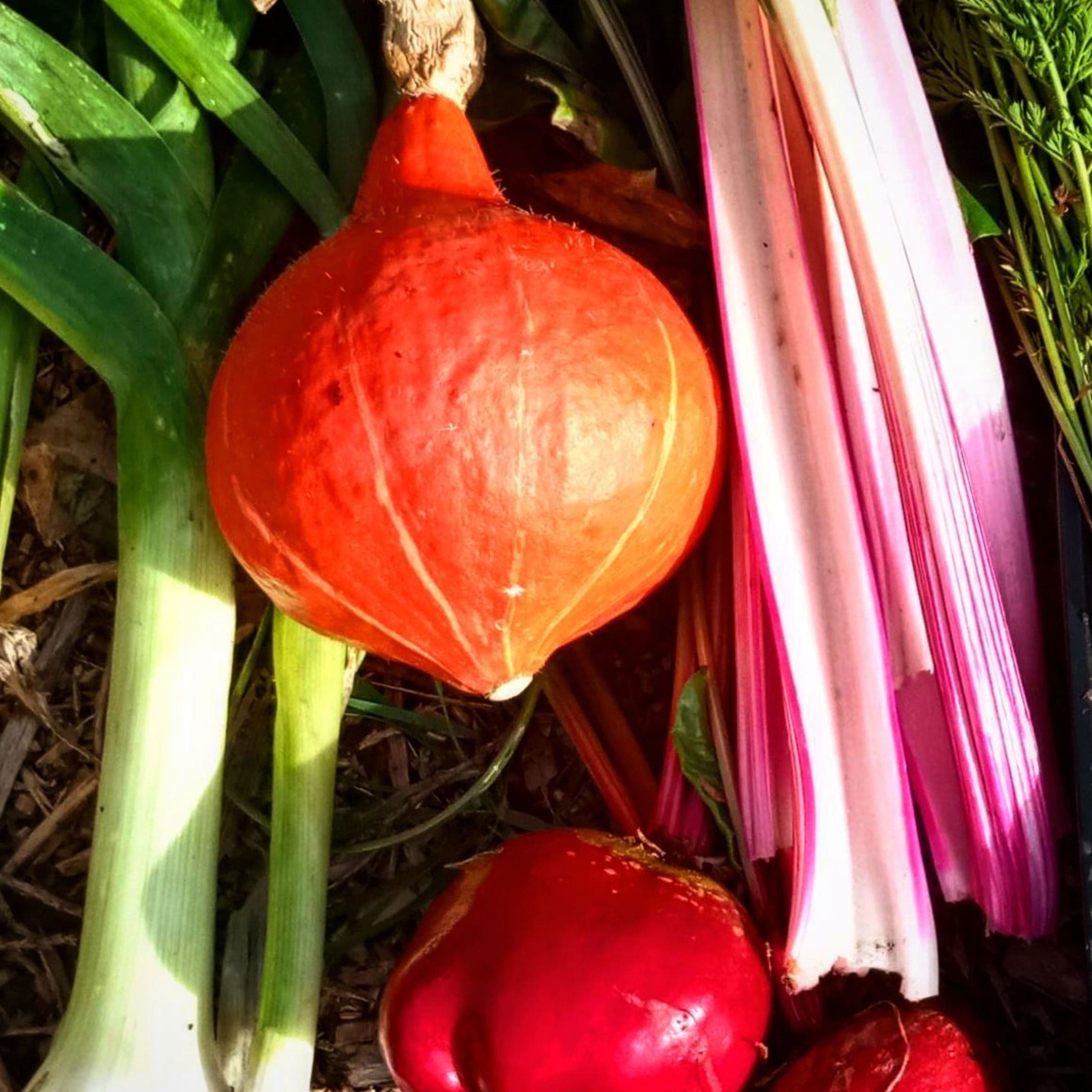 Large Veg Box