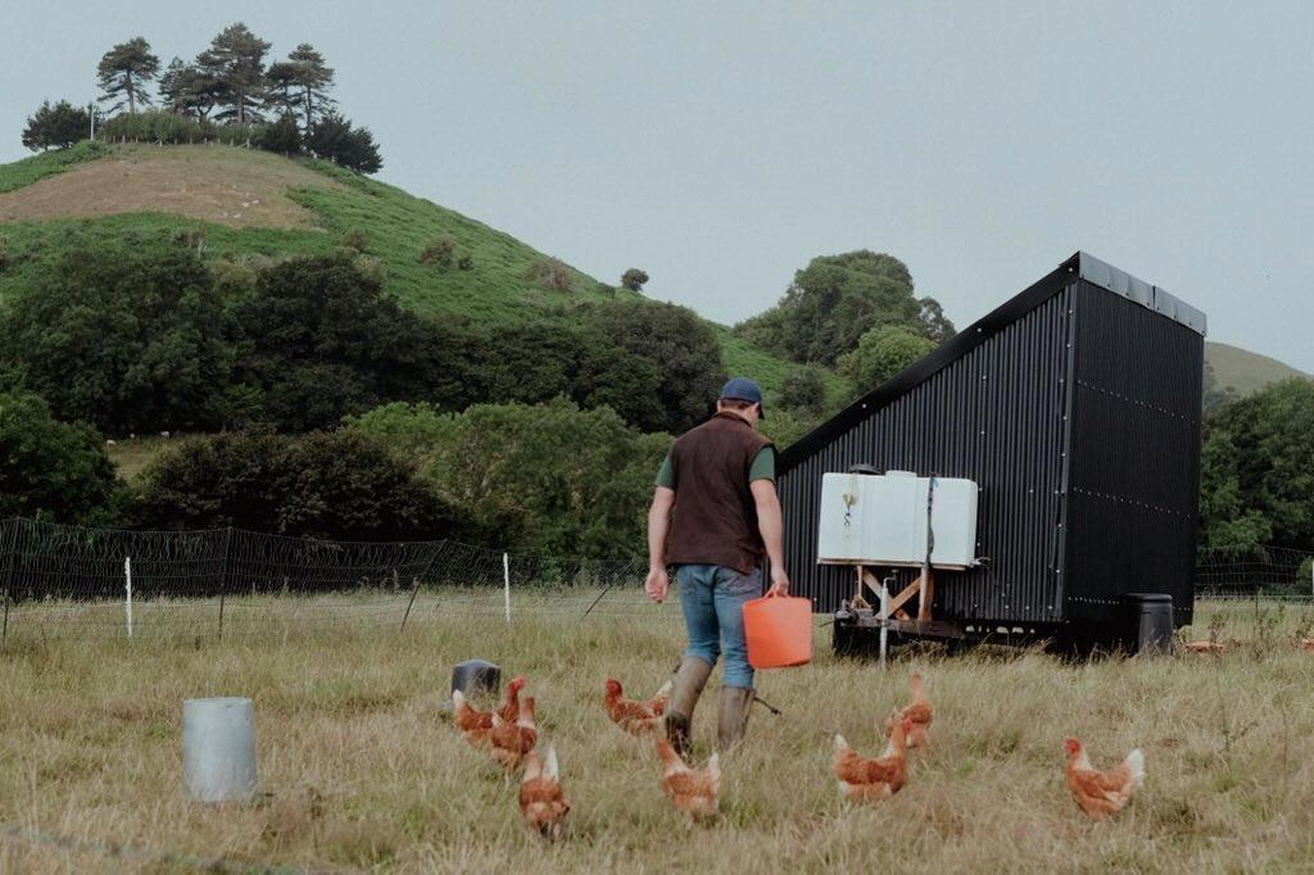 Pasture Raised Eggs